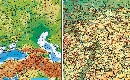 detail 3 of XXL 7 Karten in einer! - Die Erde, Europa und Deutschland physisch